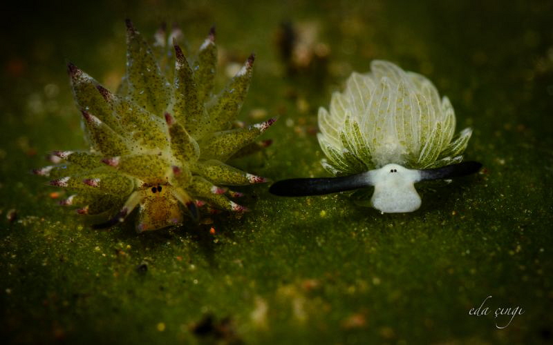 costasiella kuroshimae and costasiella usagi
nikon d7100... by Eda Çıngı 