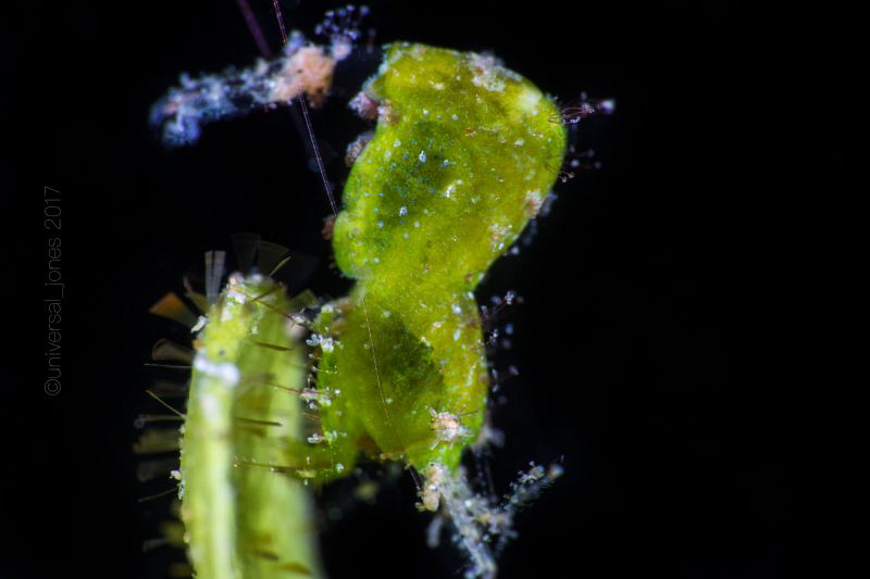Hamodactylus sp by Wayne Jones 