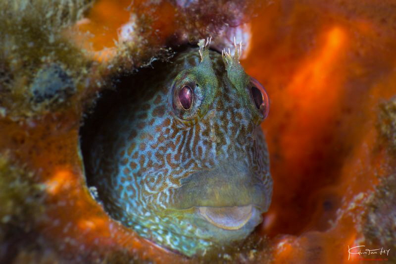 Blenny by Kelvin H.y. Tan 