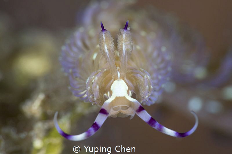 Blue Dragon/Lembeh strait,Indonesia, Canon 5D MarkIV, 100... by Yuping Chen 