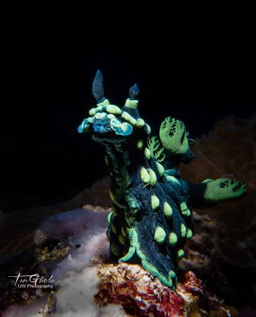 KISSABLE...
Nimbrotha cristata by Ton Ghela 