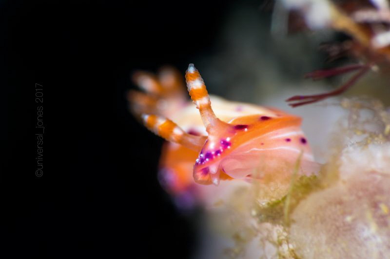 Hypselodoris maculosa by Wayne Jones 