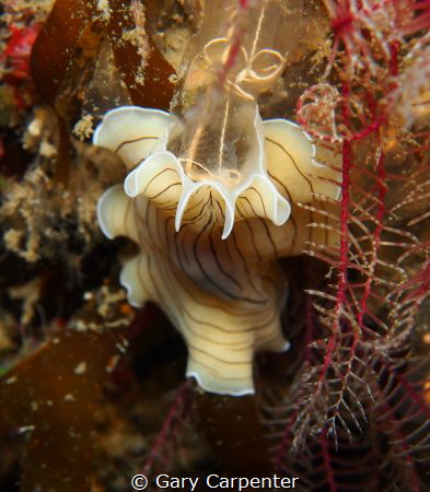 
Candy striped flatworm (Prostheceraeus vittatus) feasti... by Gary Carpenter 