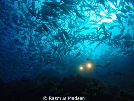 Loads of jack fish around Dirty Rock. by Rasmus Madsen 