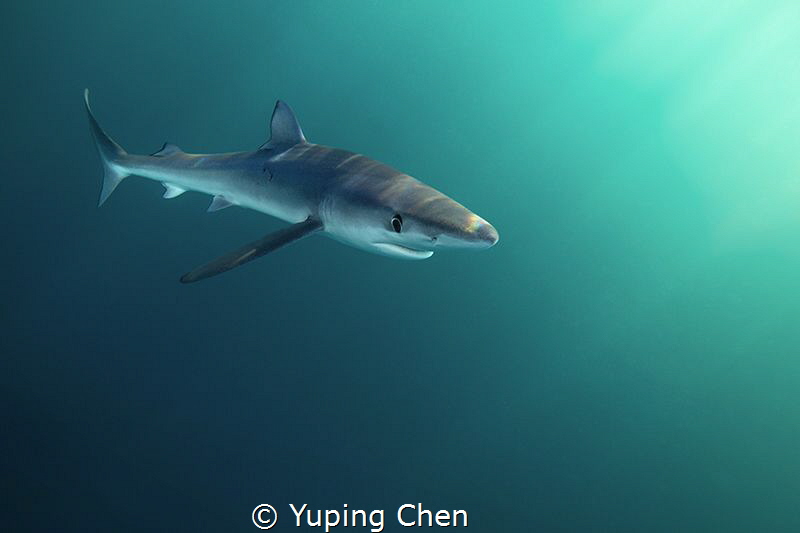 Blue Shark/ San Jose Lucas, Mexico/Canon 5D MarkIII, 16-3... by Yuping Chen 