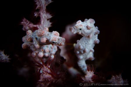 C O U P L E
Pygmy seahorse (Hippocampus bargibanti)
Ani... by Irwin Ang 