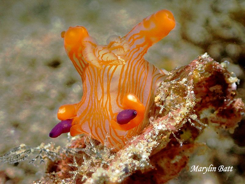 Thecacera sp. 2, by Marylin Batt 