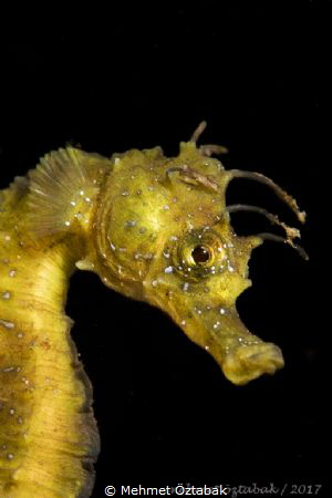 Golden sea horse 
Hereke/ Near İstanbul by Mehmet Öztabak 