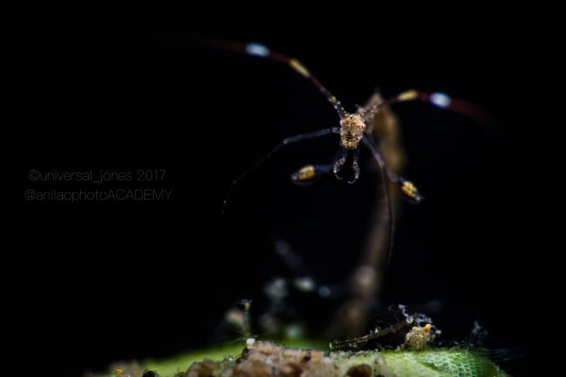 Caprella sp. by Wayne Jones 