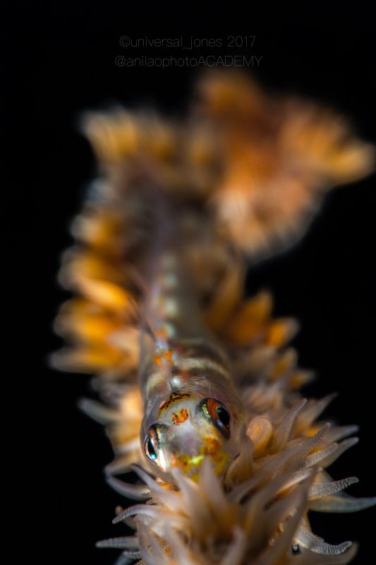 Bryaninops yongei - "Whip Coral Goby" by Wayne Jones 