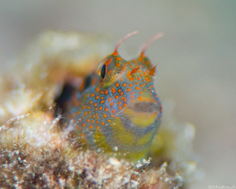 Hypsoblennius invemar 
Tessellatted Blenny 
 by John Roach 