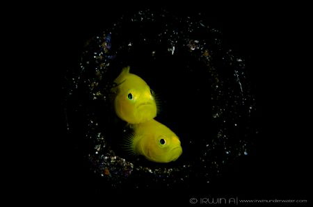 C O U P L E
Yellow clown goby (Gobiodon okinawae)
Anila... by Irwin Ang 