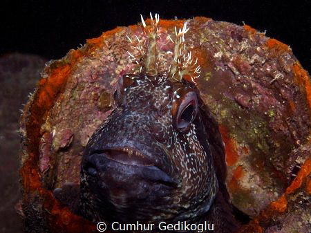 Parablennius gattorugine
My favourite model by Cumhur Gedikoglu 