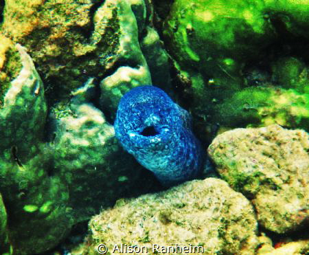 Eel friend Maui by Alison Ranheim 