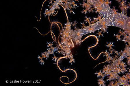This was taken on a trip to Wakatobi - got help with the ... by Leslie Howell 