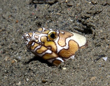 Wolf snake eel, Olympus C8080 by Nick Hobgood 