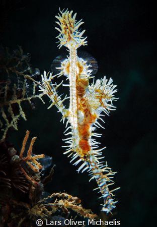 pregnant ornate or harlequin ghost pipefish
(Solenostomu... by Lars Oliver Michaelis 