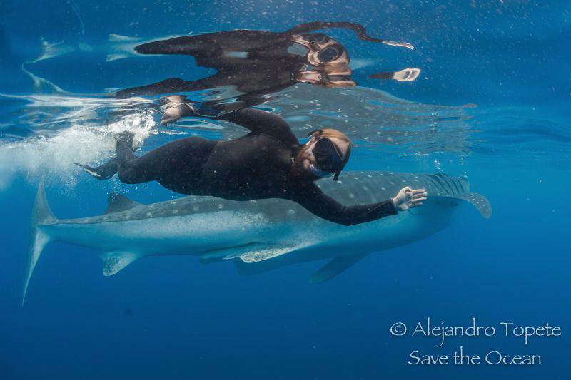 Roger y Whale Shark, Isla Contoy Mexico by Alejandro Topete 