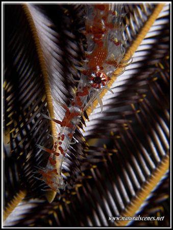 As this ghost pipefish was hiding in a featherstar it mad... by Erika Antoniazzo 