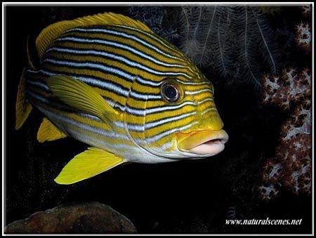 Snapper at Tulamben Liberty wreck. This is a great place ... by Yves Antoniazzo 