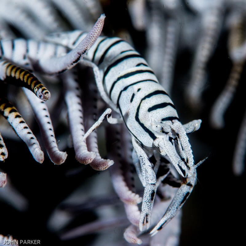 Crinoid Shrimp by John Parker 