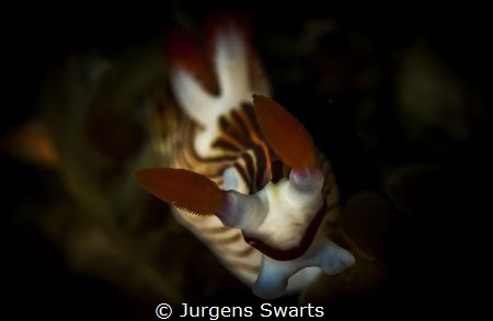 Nembrotha love! by Jurgens Swarts 