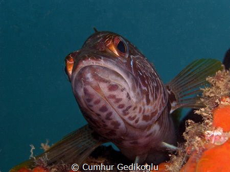 Serranus scriba
Territorial Control by Cumhur Gedikoglu 