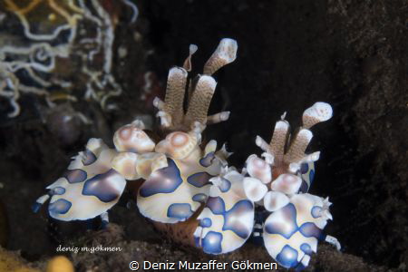 Harlequen shrimps by Deniz Muzaffer Gökmen 