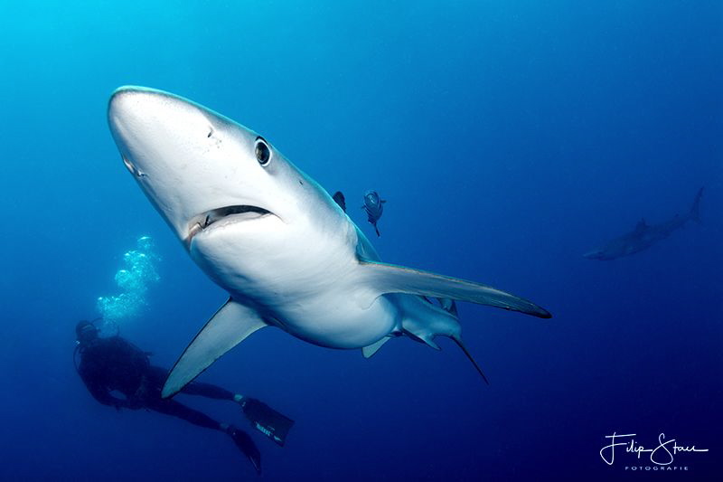 Blue shark, 18 miles off shore from Cape point, South Afr... by Filip Staes 