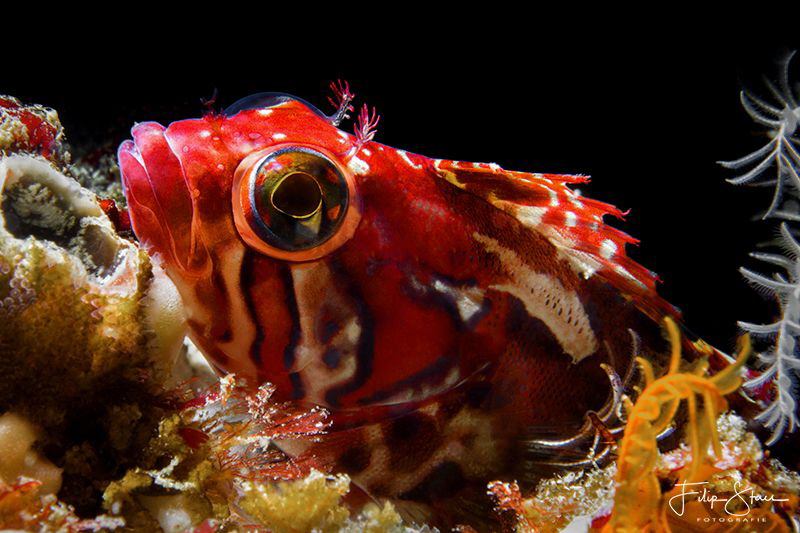 Klipfish, Castle rocks, False bay, South Africa. by Filip Staes 