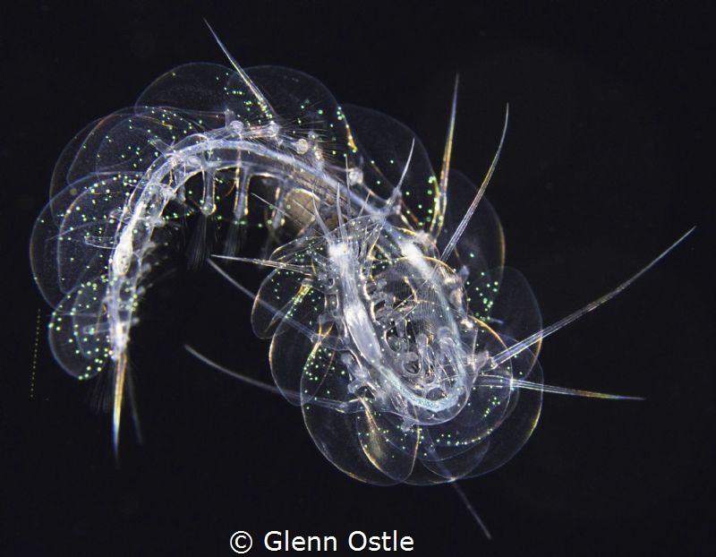 Taken during a blackwater dive off the coast of West Palm... by Glenn Ostle 
