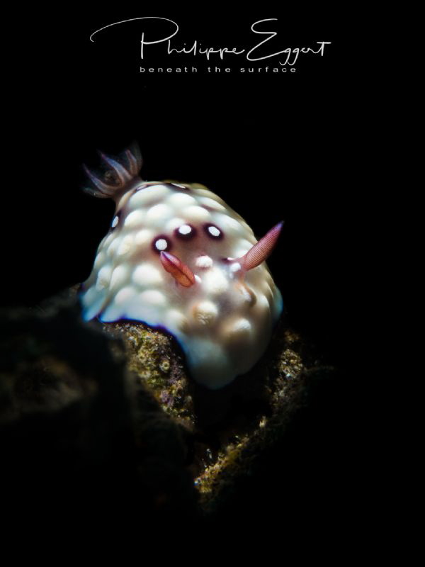 Goniobranchus hintuanensis snooted by Philippe Eggert 
