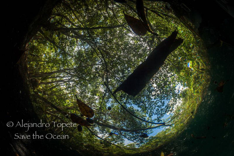 angelita Roof, Tulum México by Alejandro Topete 