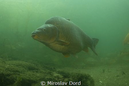 Carp - Leštinka Lake by Miroslav Ďorď 