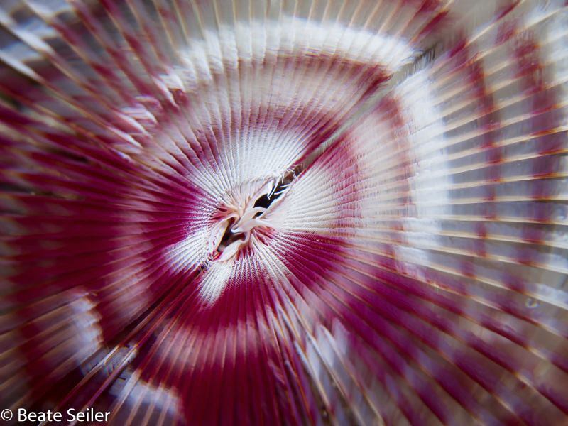 pink an white by Beate Seiler 