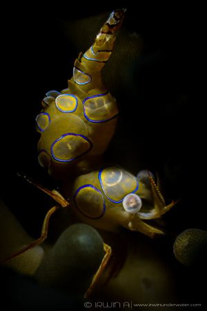 B L U E - R I N G 
Sexy shrimp (Thor amboinensis) 
Maum... by Irwin Ang 