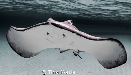 Stingray black/white by Tina Norris 