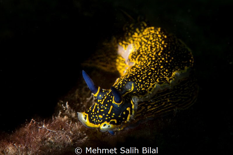 Walking through the light.
Hypselodoris Elegans. Inon Z2... by Mehmet Salih Bilal 