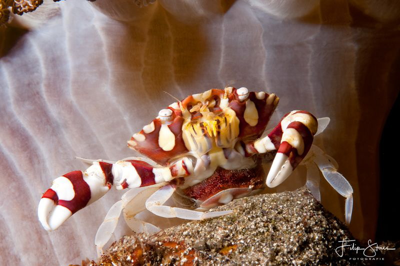 Sea cucumber crab with eggs(Lissocarcinus orbicularis), B... by Filip Staes 