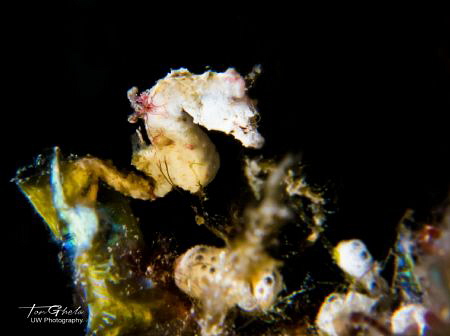 RARE AND ELUSIVE...
Pygmy Seahorse - Pontohi by Ton Ghela 