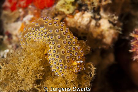 Janolus sp7 by Jurgens Swarts 