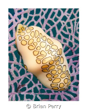 Flamingo Tongue on common sea fan, Key Largo Florida by Brian Perry 