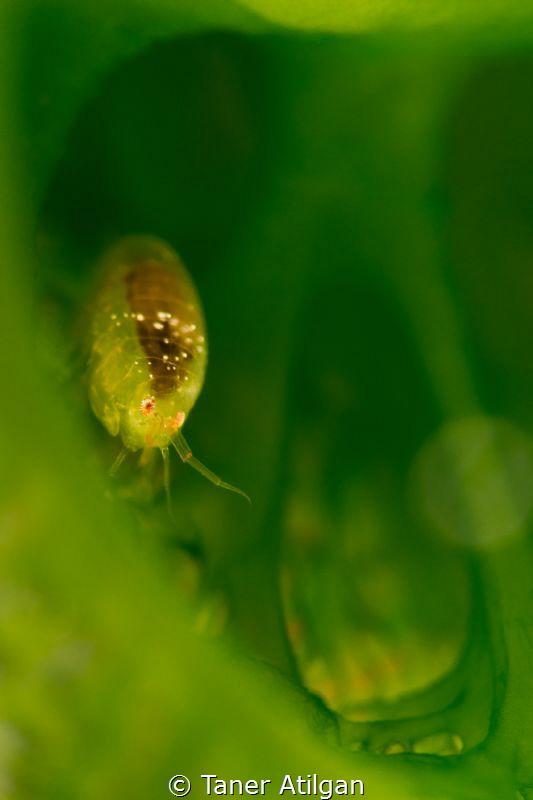 Bug in tunicate by Taner Atilgan 