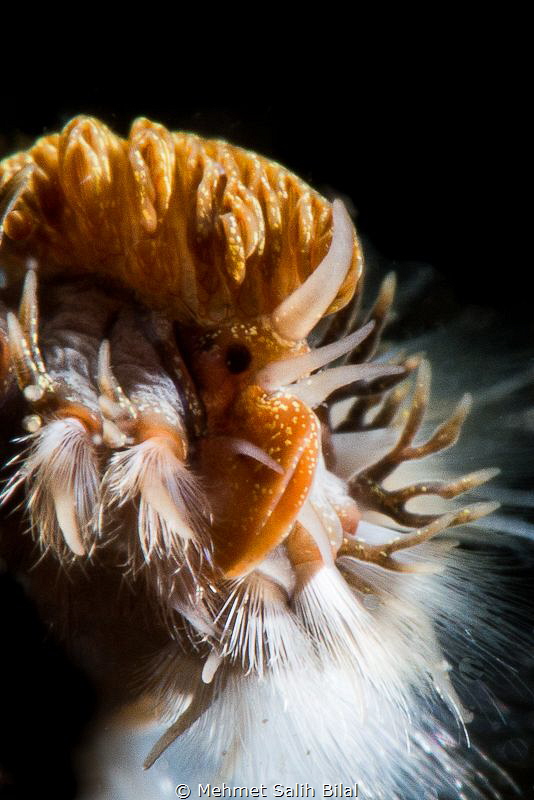 Fire worm. by Mehmet Salih Bilal 