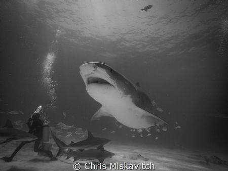 Emma at Tiger Beach getting a closer look. by Chris Miskavitch 