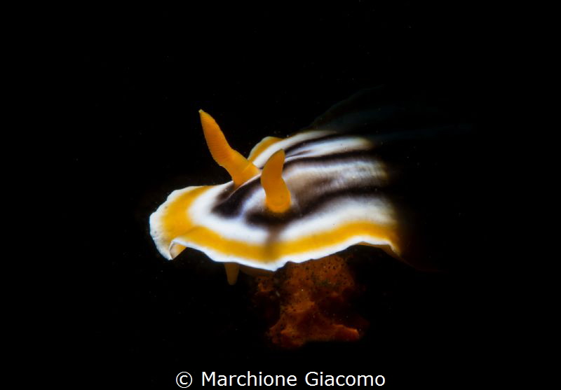Chromodoris . Nikon D800E,105mm macro , snoot Retra +Inon... by Marchione Giacomo 