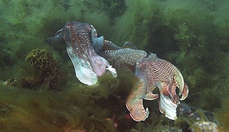 Male cuttlefish in ritualistic mating display - Whyalla, ... by Ron Hardman 