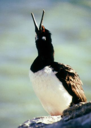 Singing Red Eyed Kormoran, Patagonia - Estancia Madrugada... by Ralf Levc 