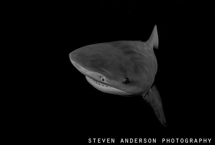 Beautiful day off Jupiter FL diving in the Gulf Stream wi... by Steven Anderson 