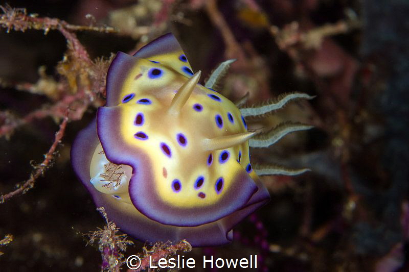 A munching chromodoris kuniei by Leslie Howell 